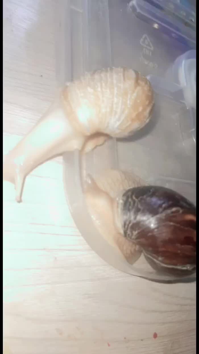 @Улиточки🐌💗