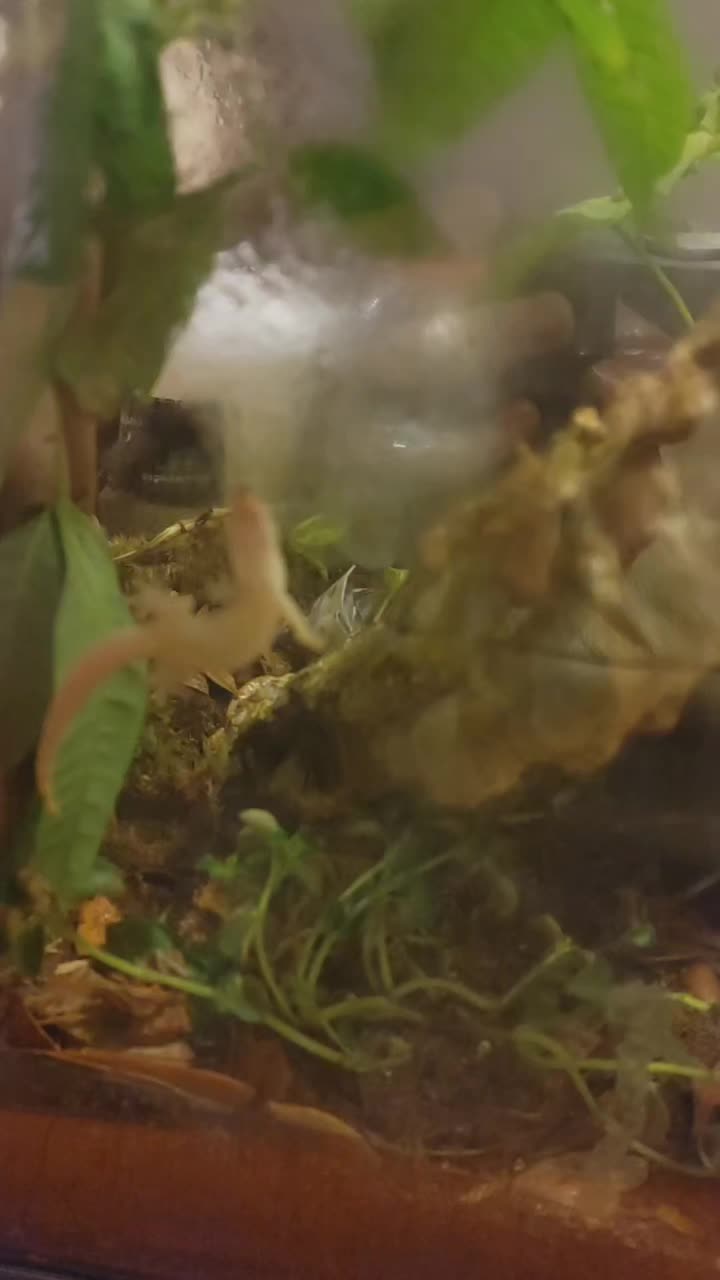 @WIreptiles