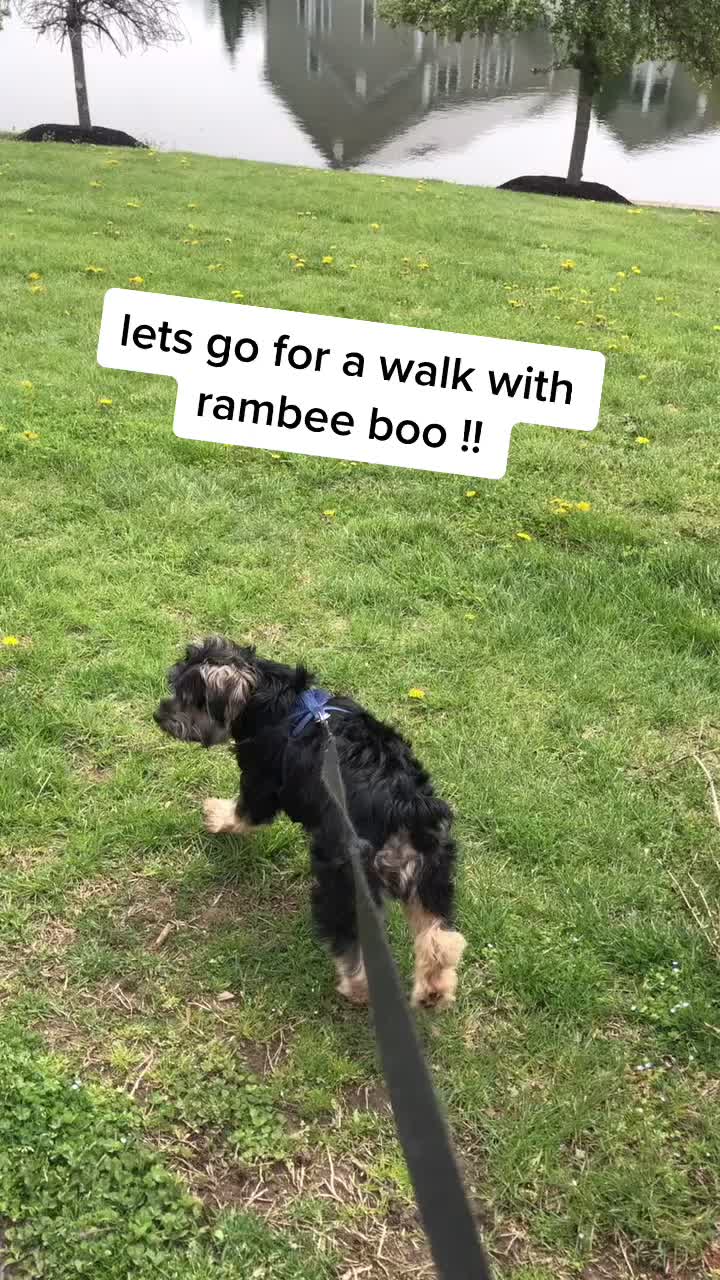 @The Real Rambee Boo