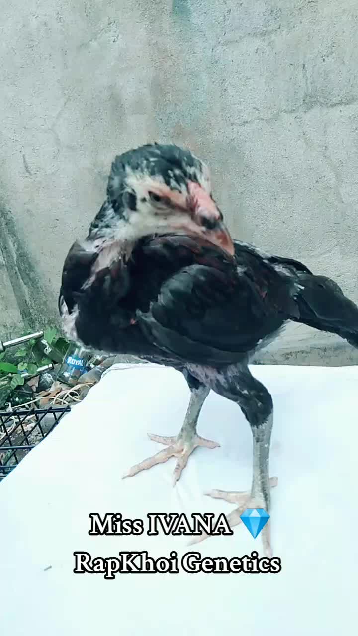 @RAPTOR GP🐓