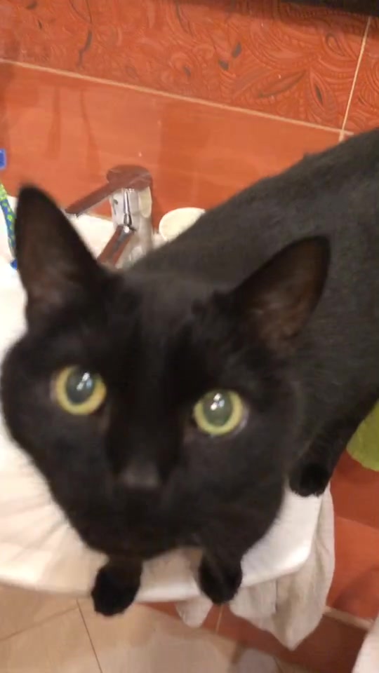 @Drinking_Cat