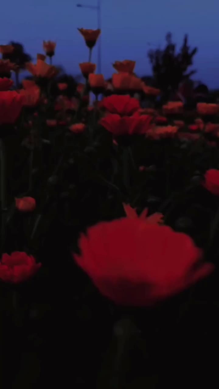 @ᏗᏕᏦᎥᘻ  ☢