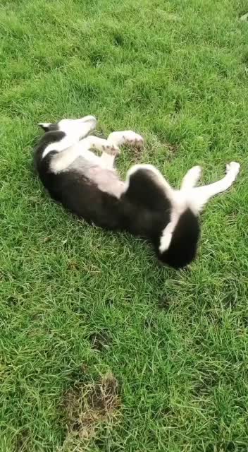 @howlvalley kennels