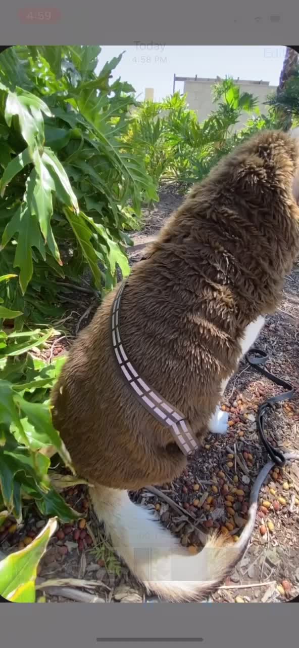 @K9_Raider