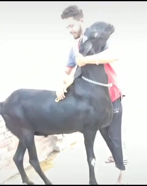 @goatloverroorkee