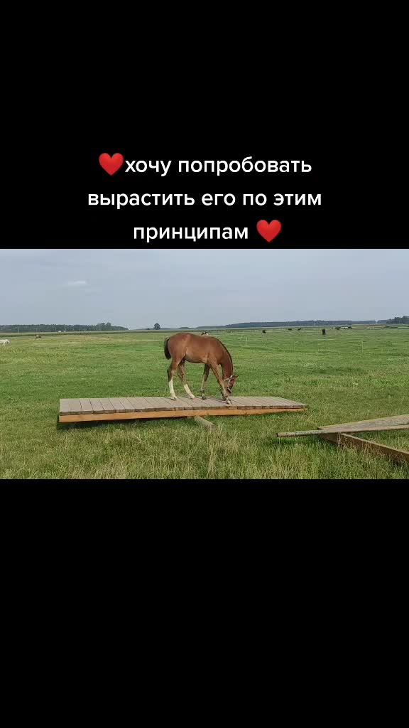 @Sadovnichaia