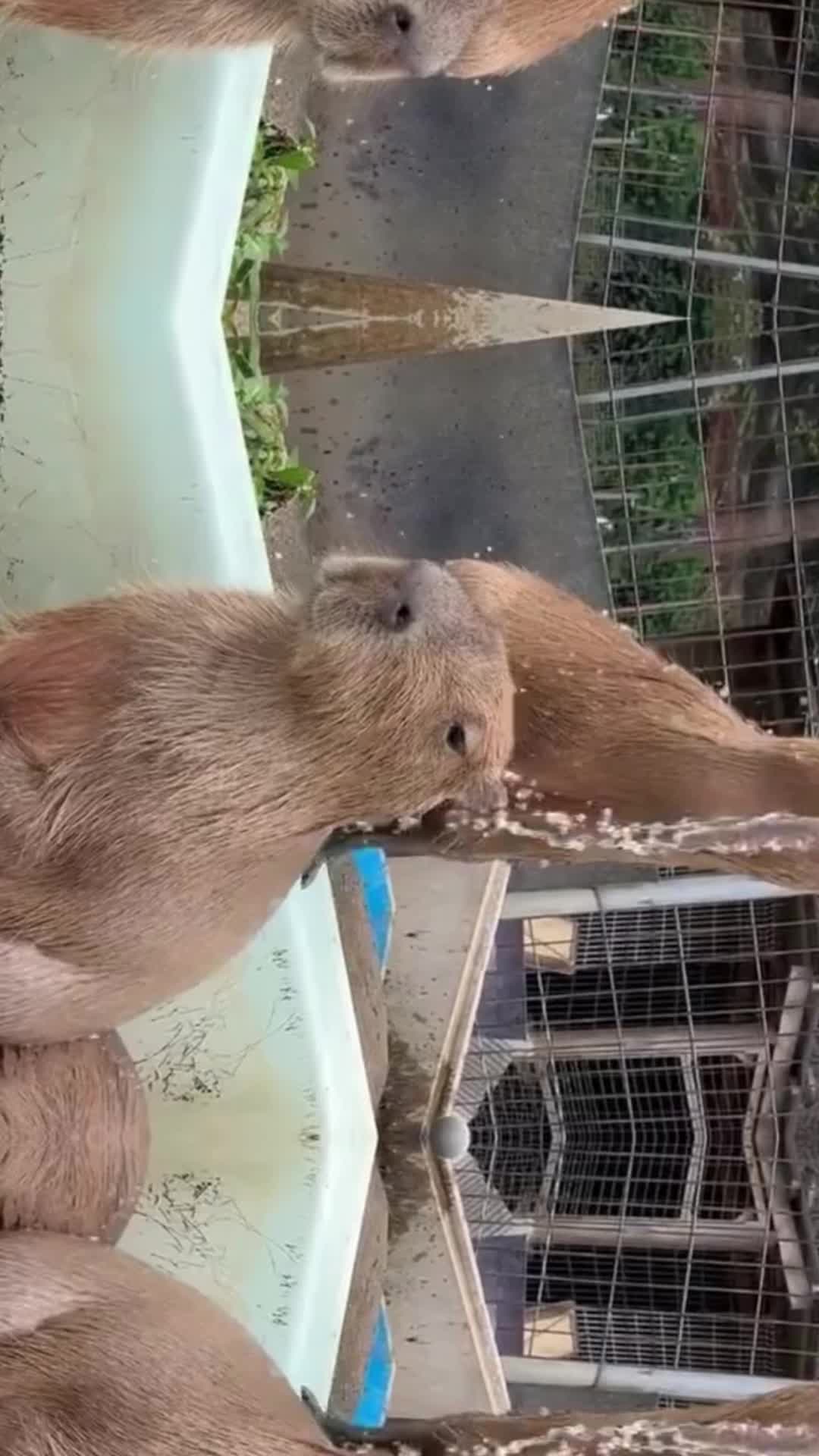 @CaPyBaRa