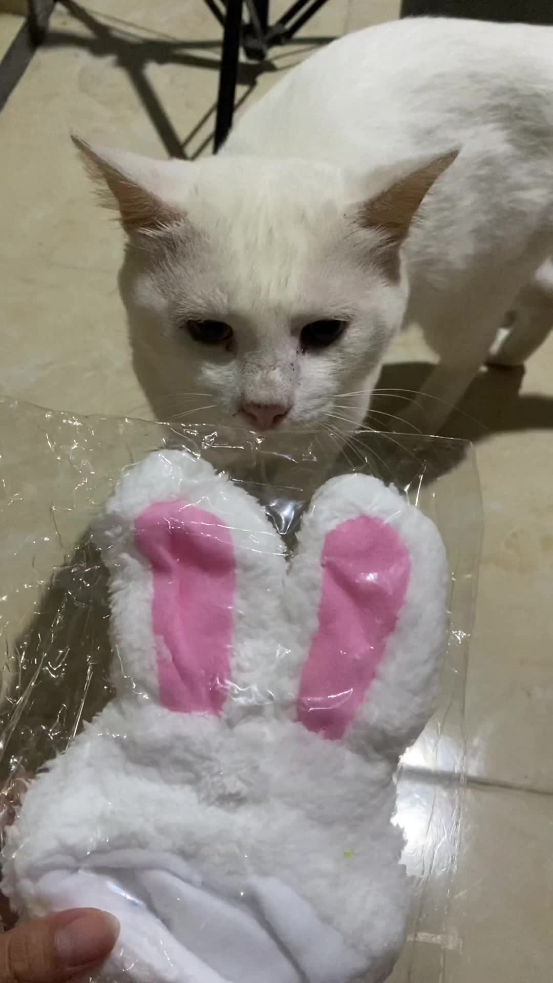 @Rich.id Petshop