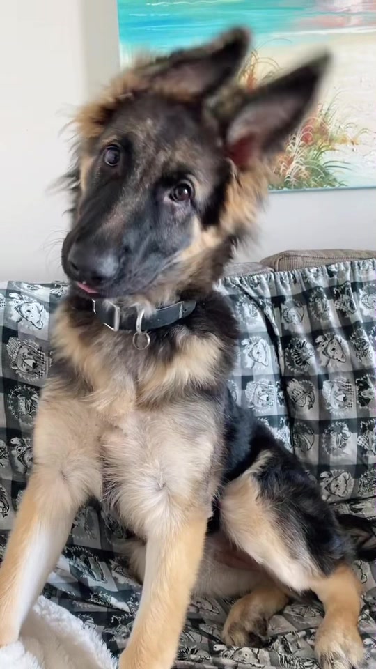 @Indy German Shepherd