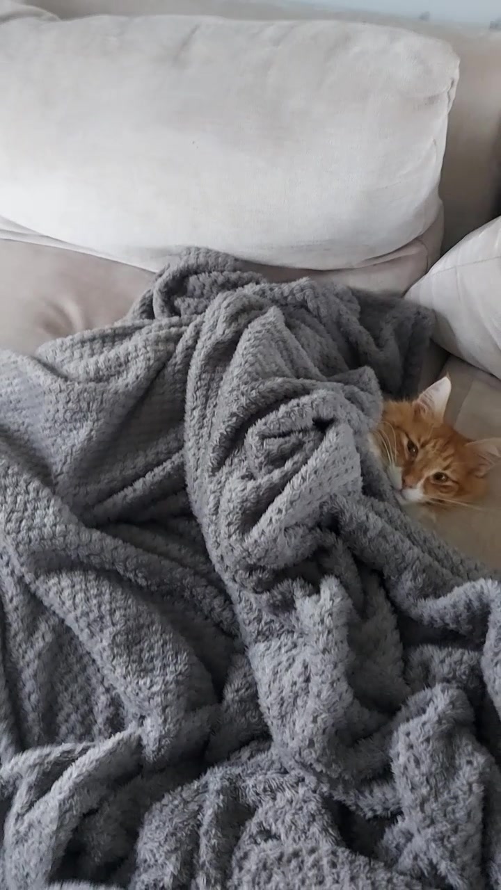 @Odintheforestcat