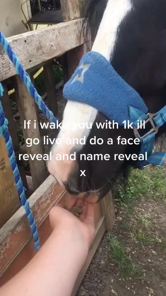 @horzeastetics