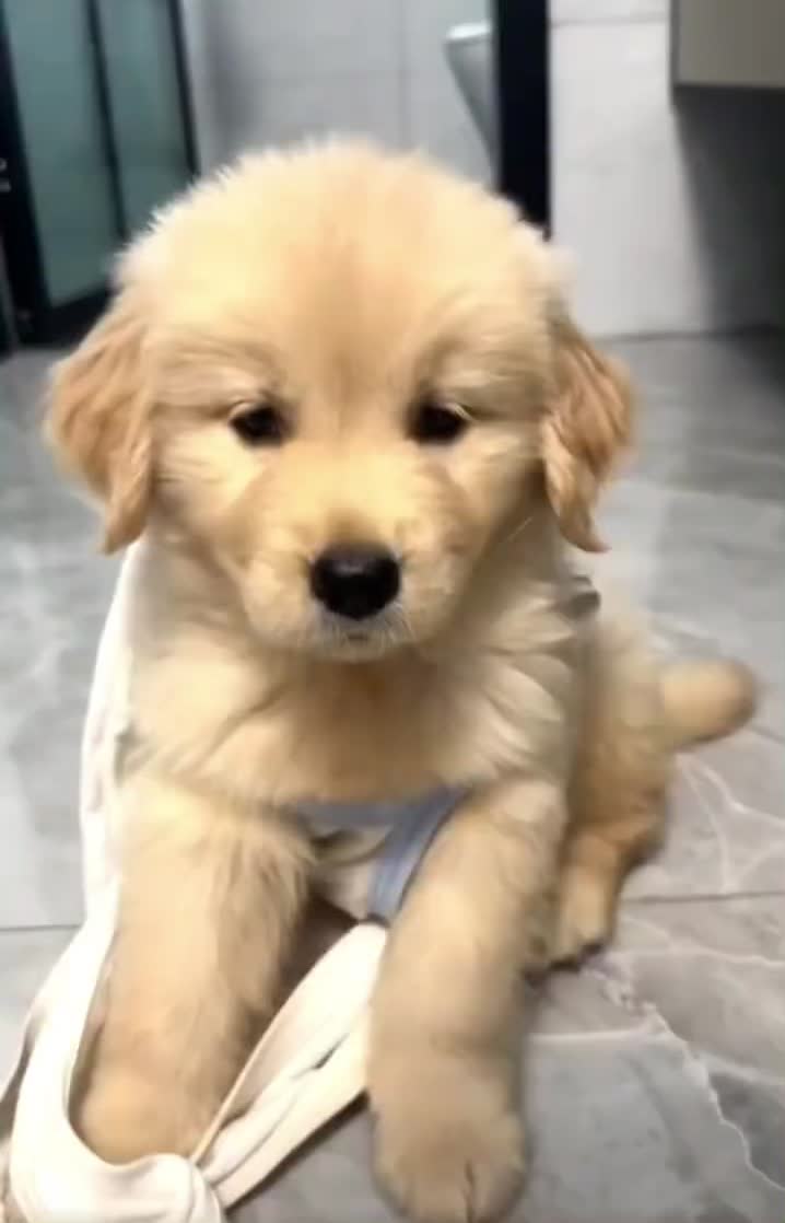 @Furry Little Friends