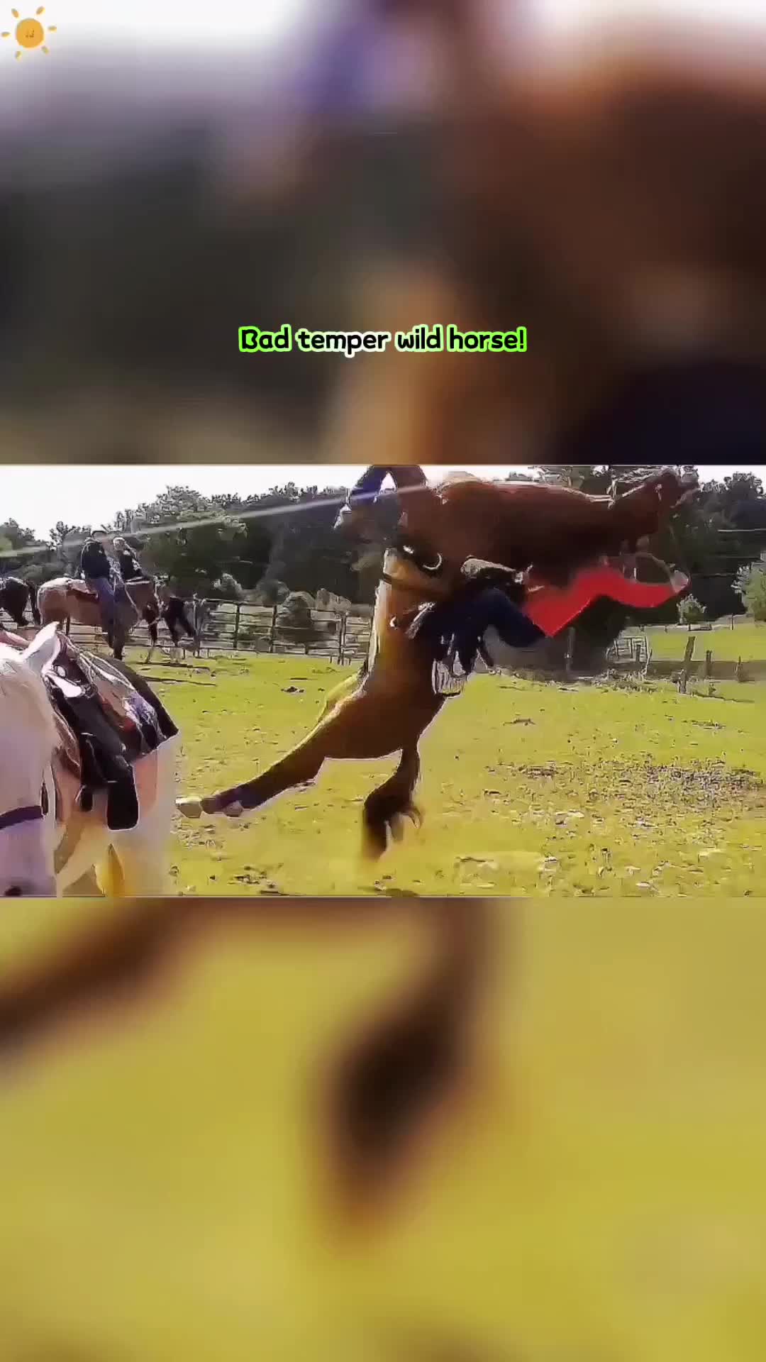 @Animal Home