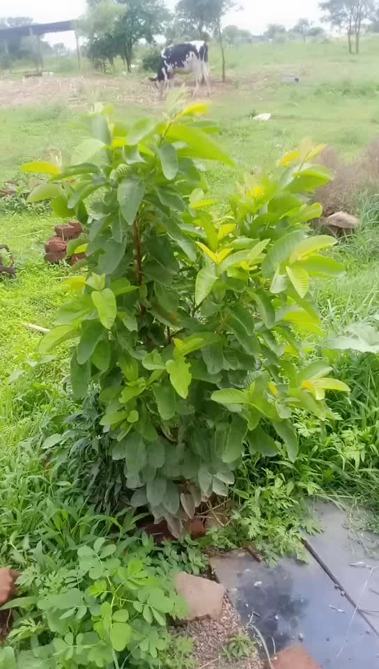 @Kishor Andhale