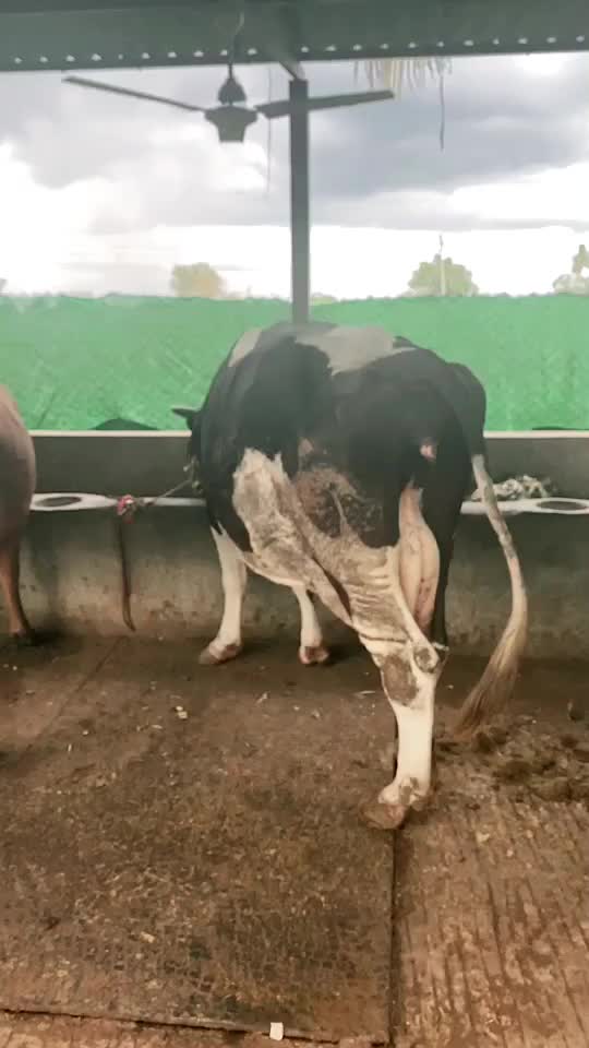 @किशोरदादा