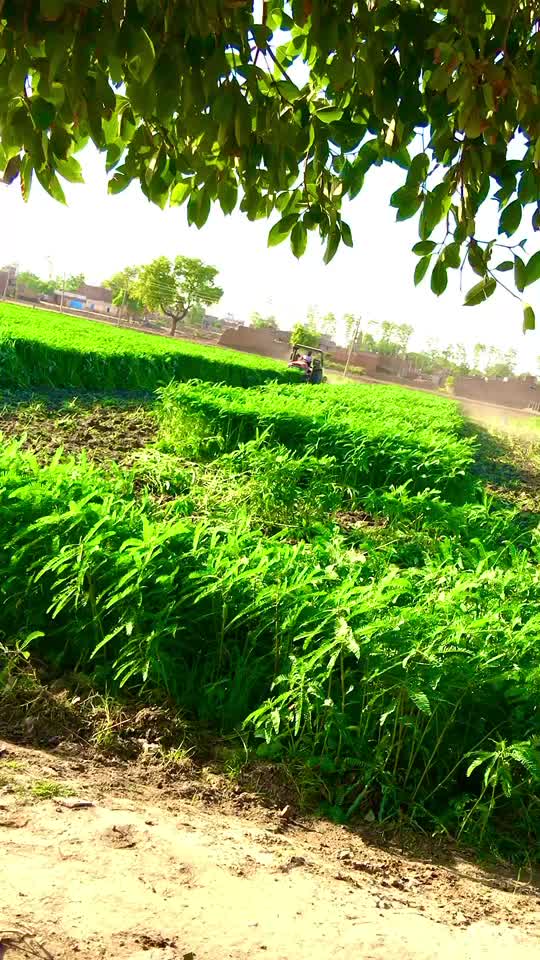 @ਖੋਖਰ.੧੩