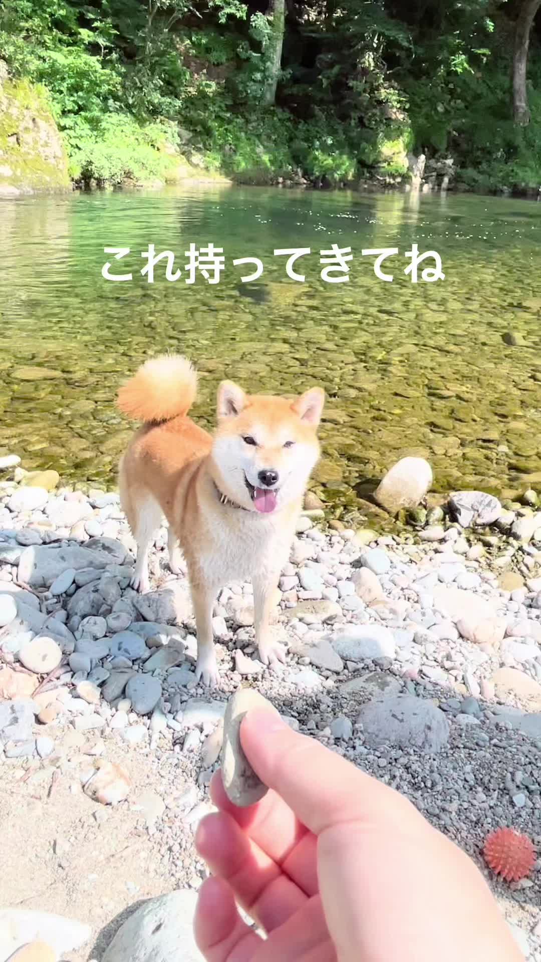 @🧿Mamidogs🧿