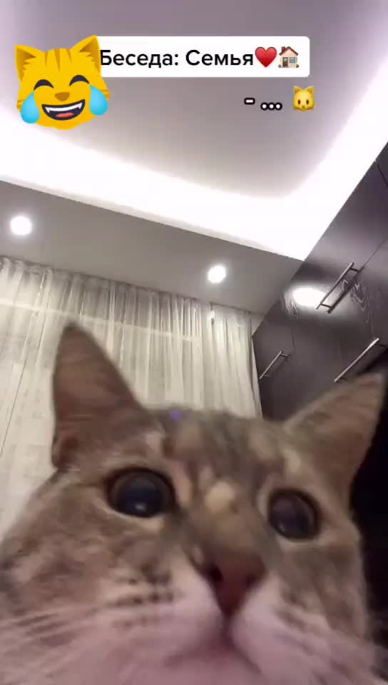 @OneCat
