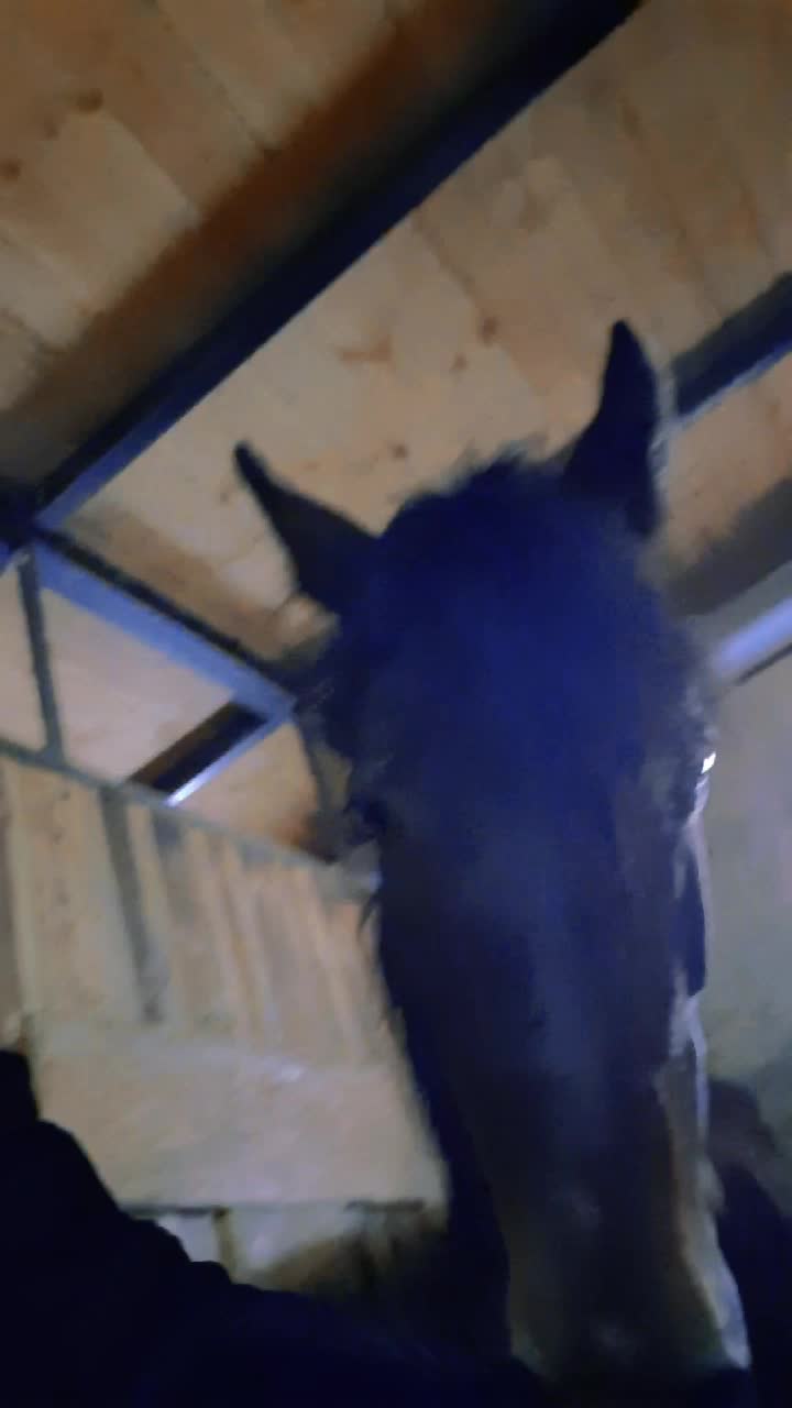 @horse riders