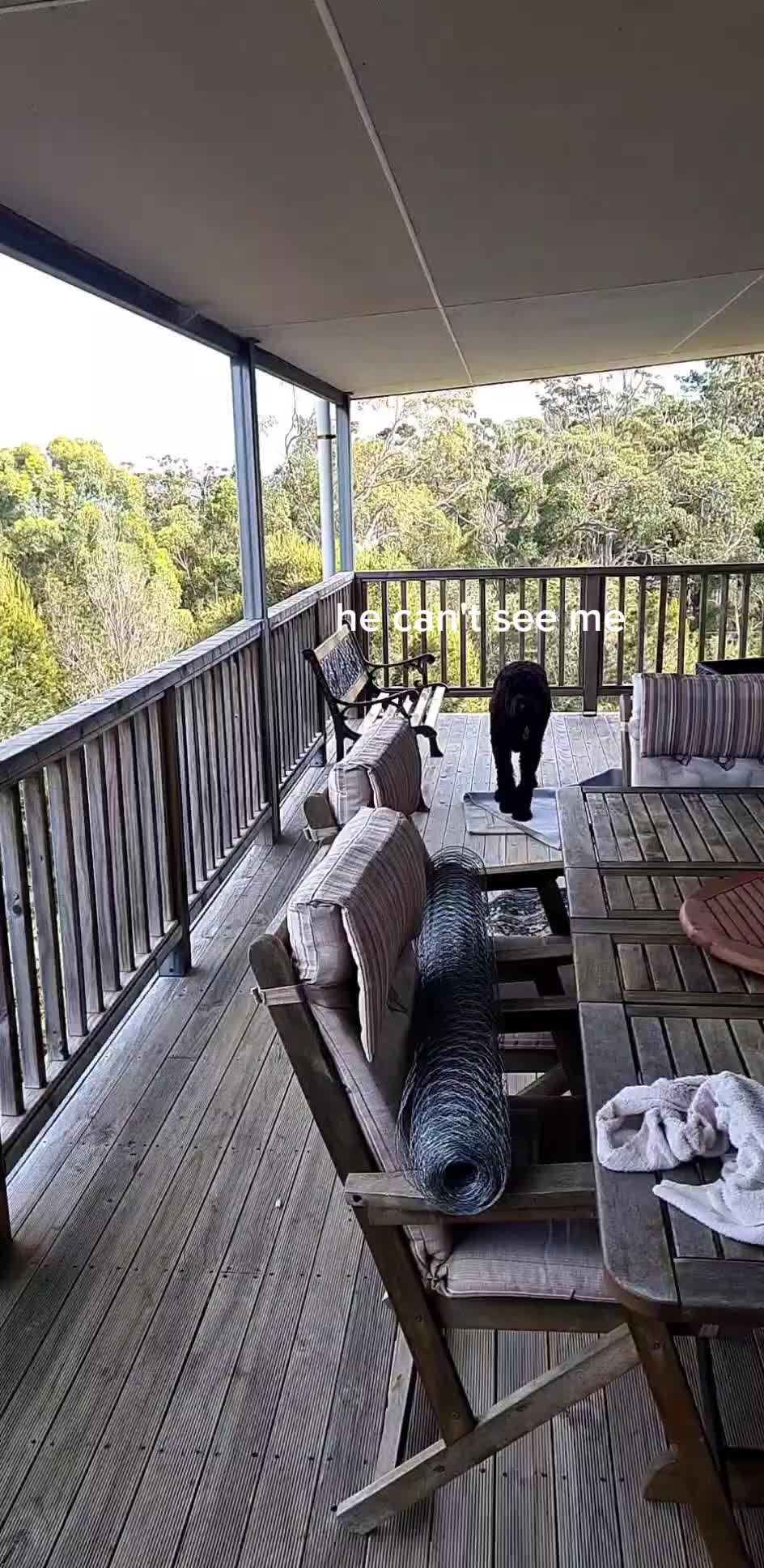 @MontyTheLabradoodle
