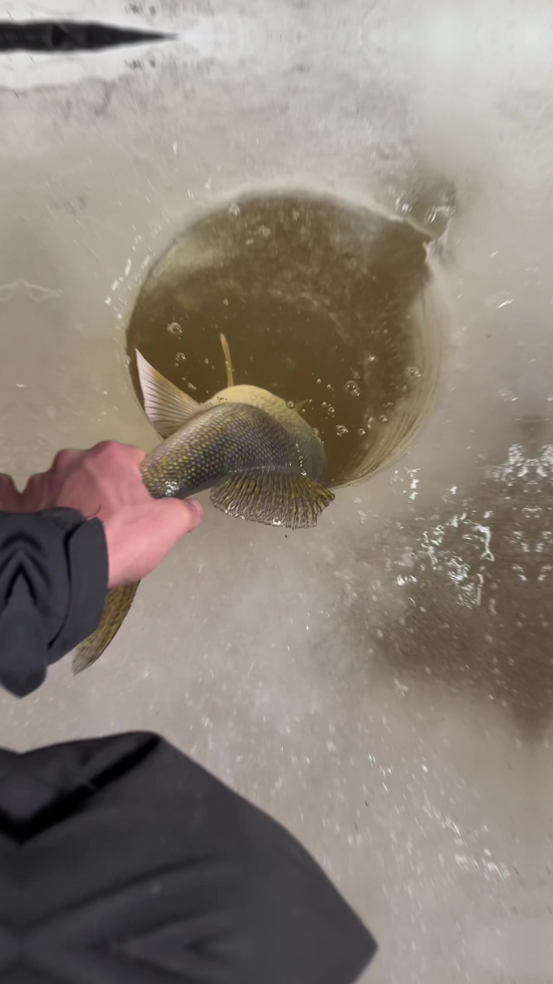 @Walleye Fever