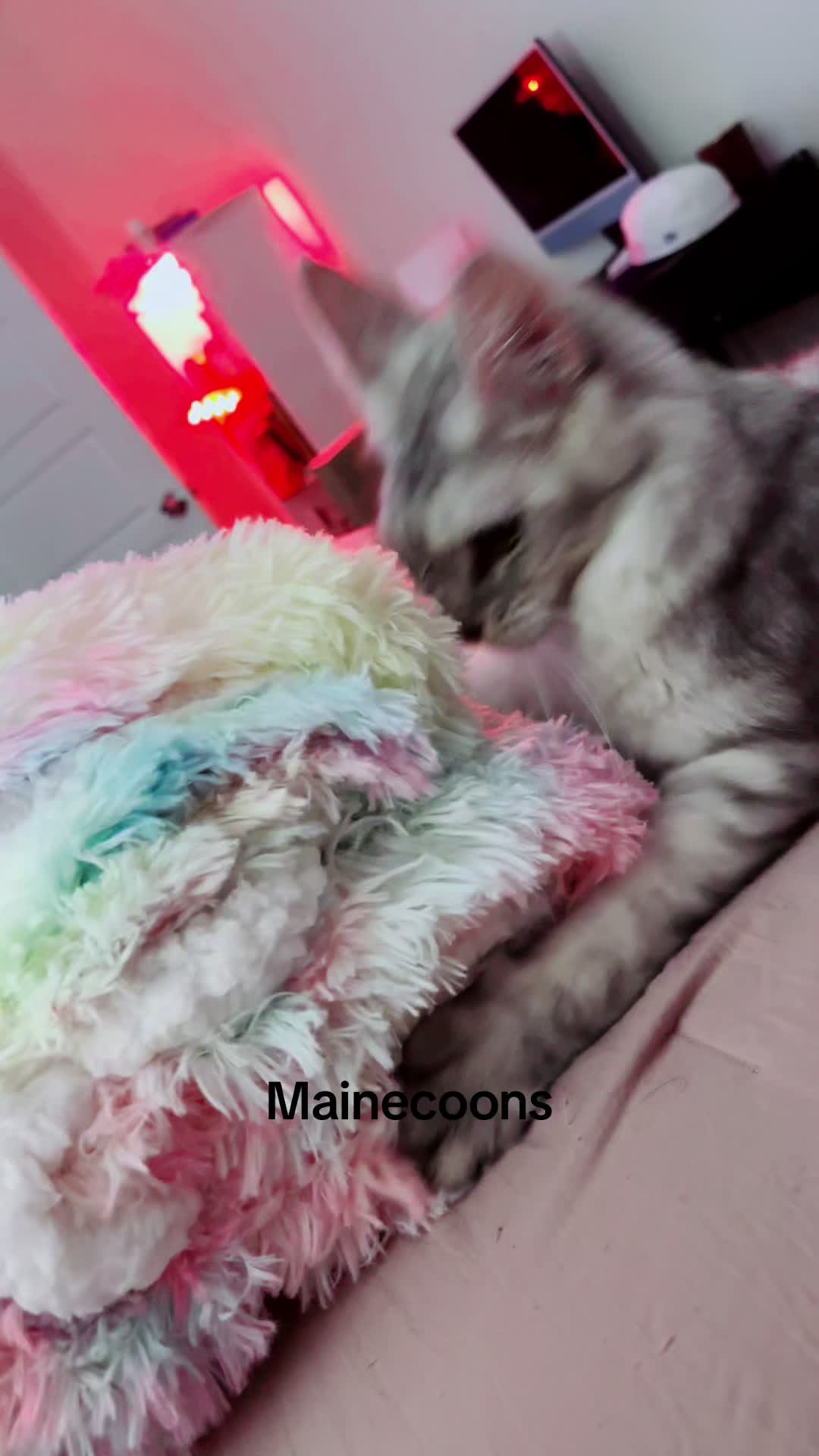 @Rosa’s maine coon in Texas🧛
