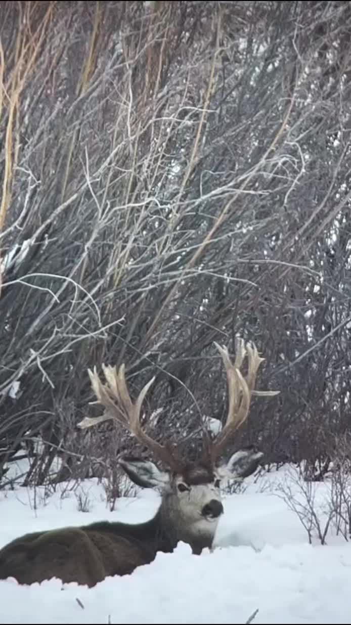 @WildLandTines