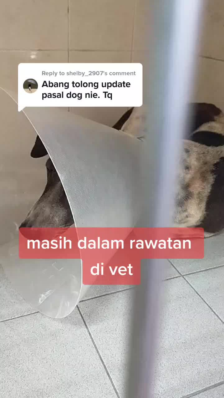 @Dady Oyen ANIMAL AKTIVIS🇲🇾