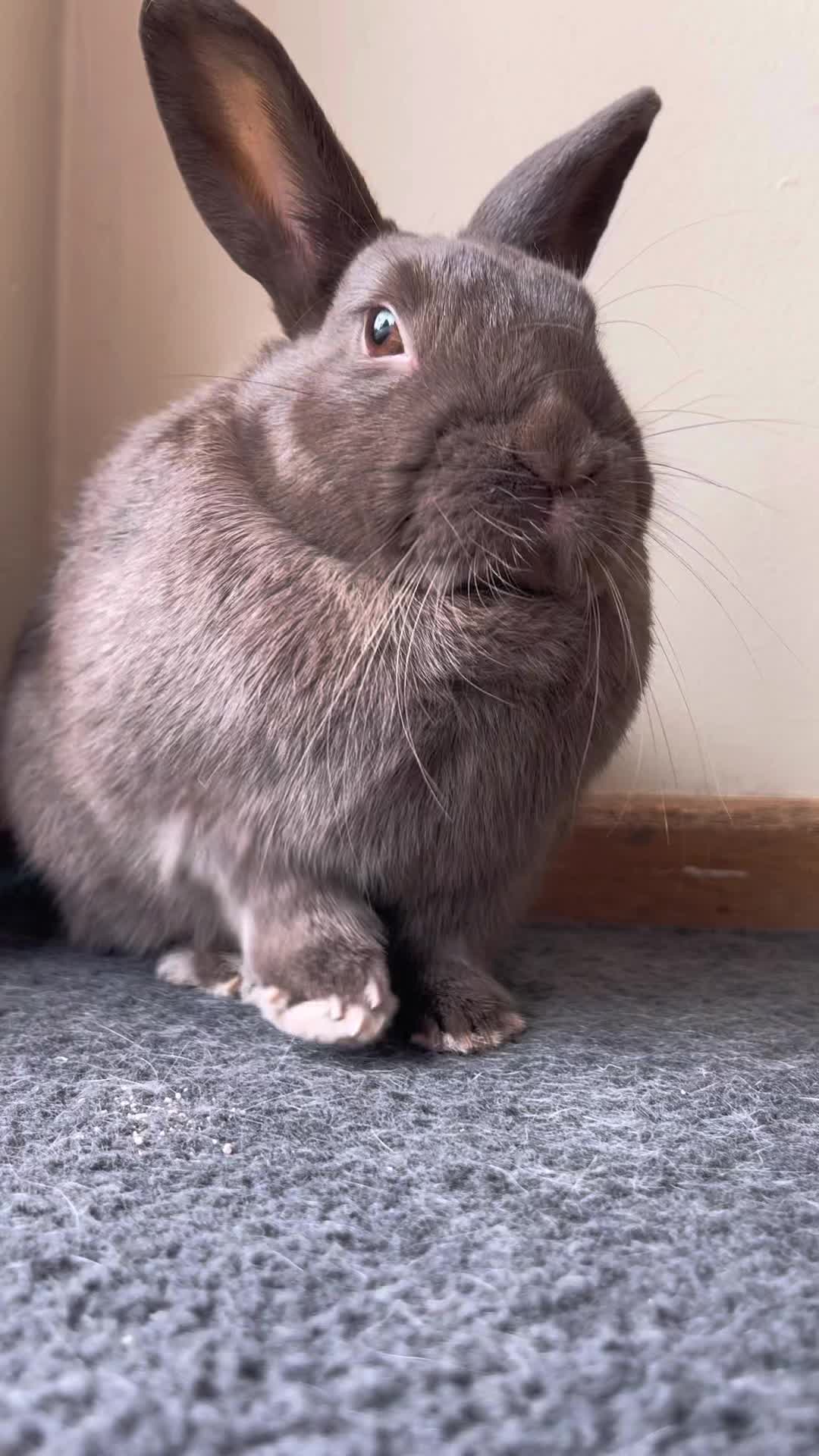 @Bunny rabbit chocolate 🍫
