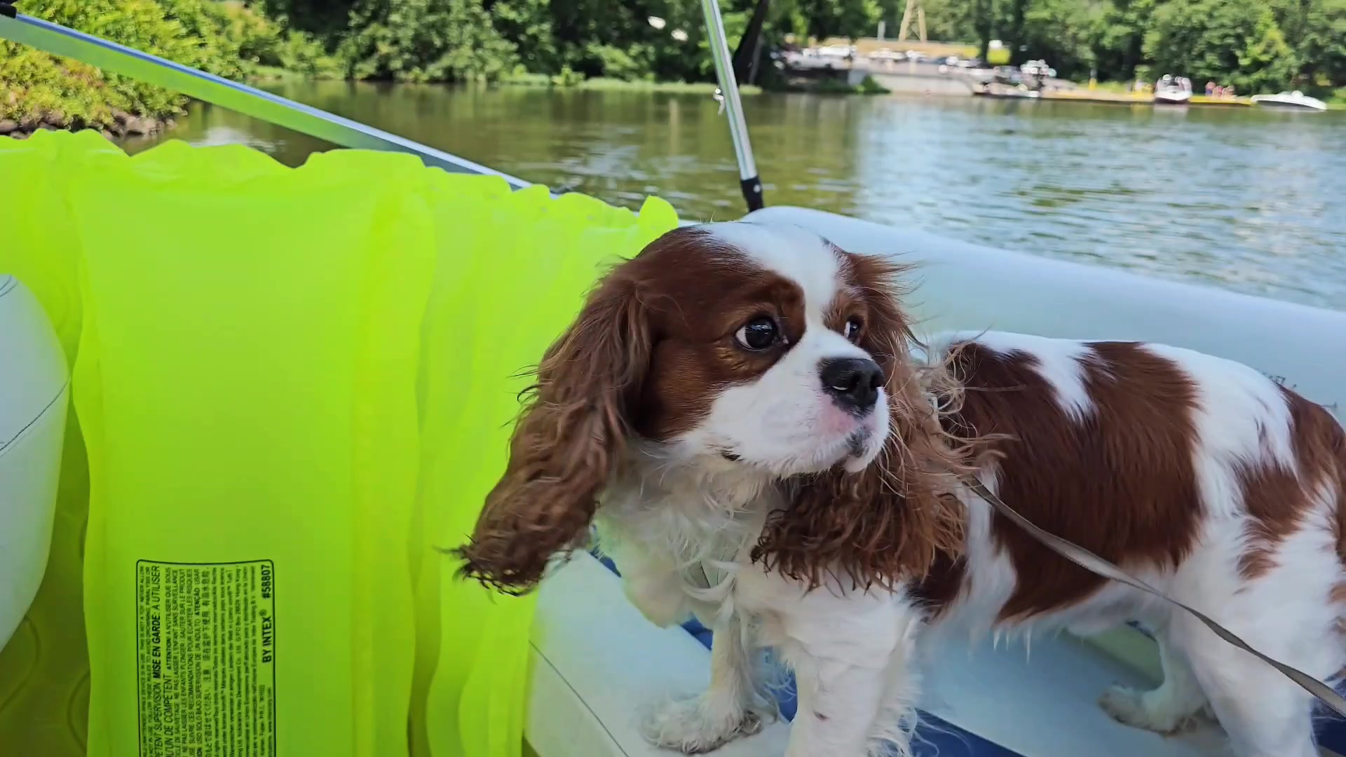 @Rocky Cavalier King Charles
