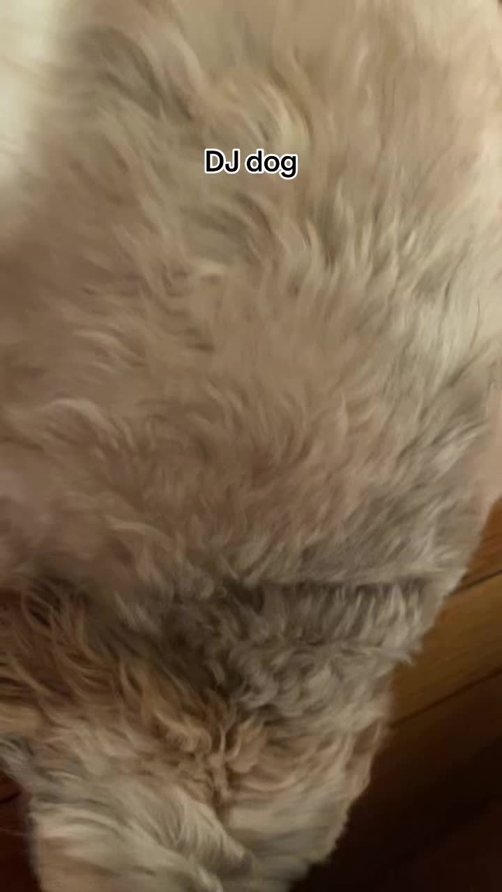 @Cutest K9