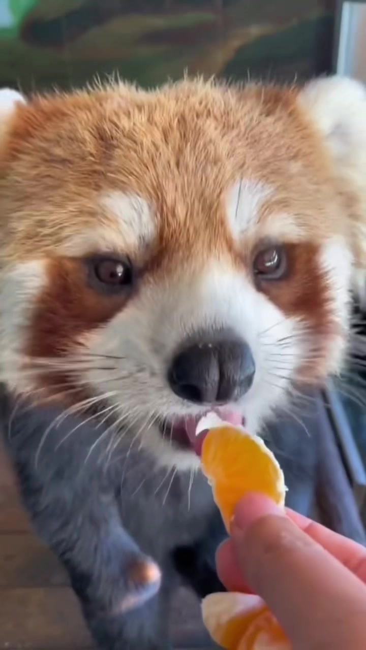 @littlepanda6487