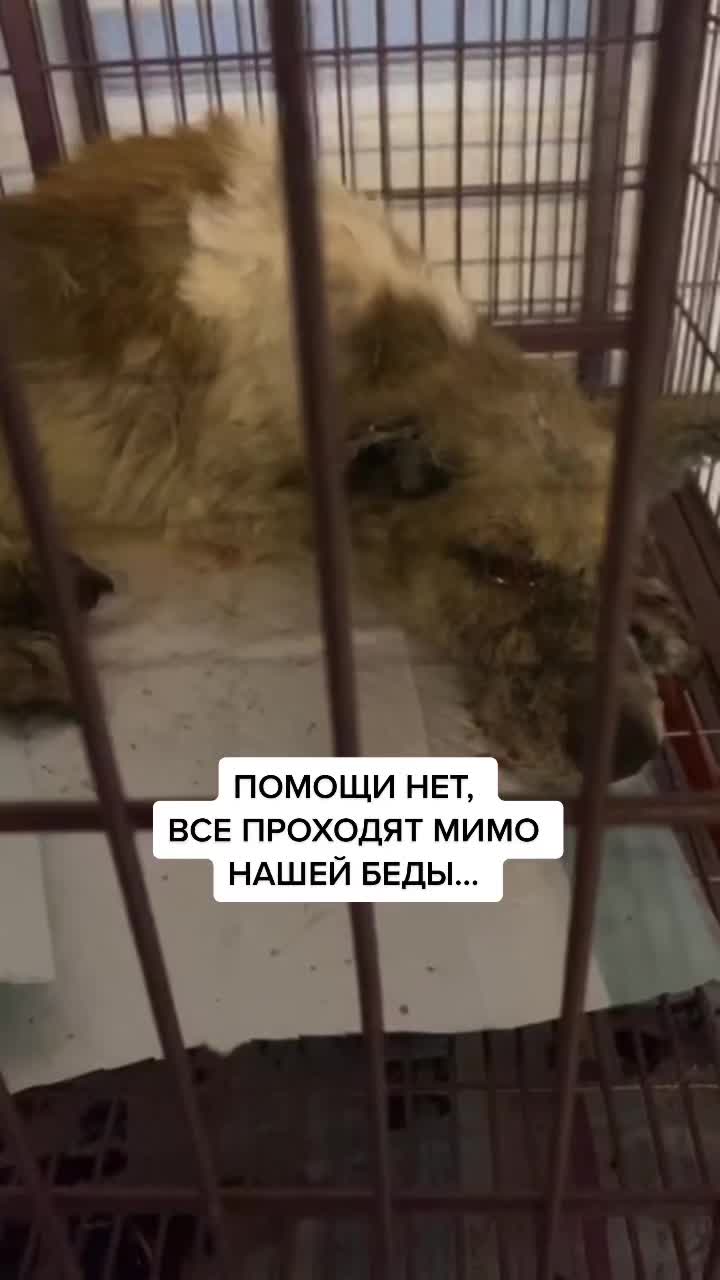 @Елена Белова