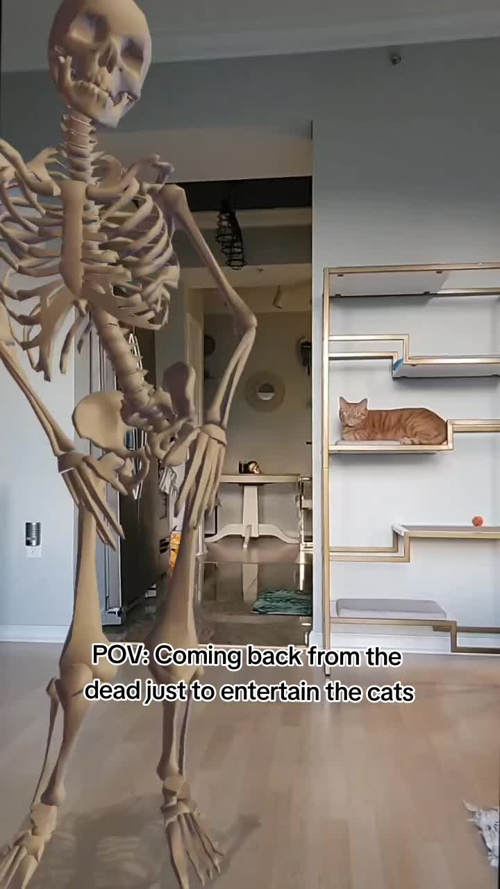@Leo & Ali the cats 🐈