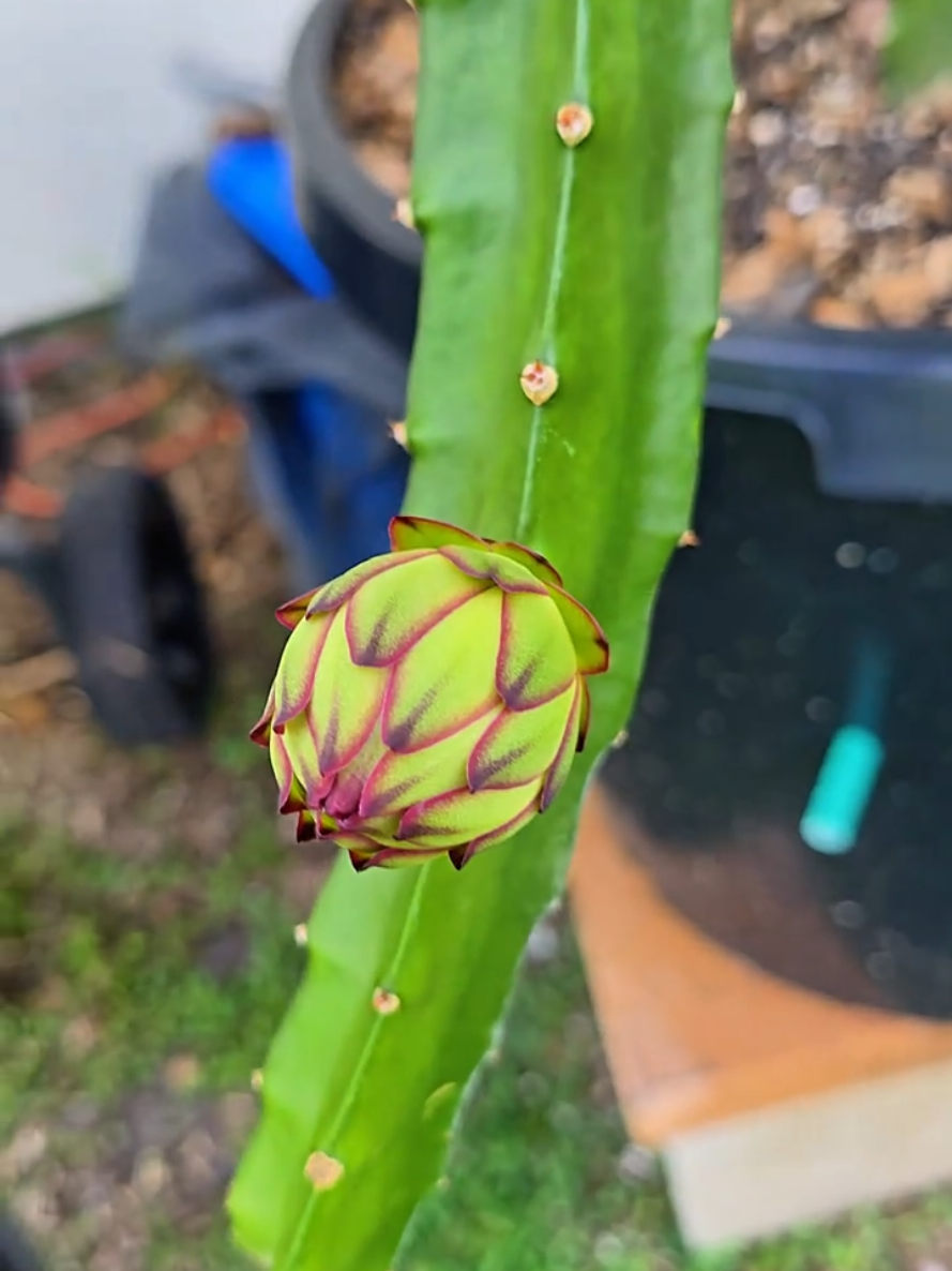 @Space Coast Dragon Fruit