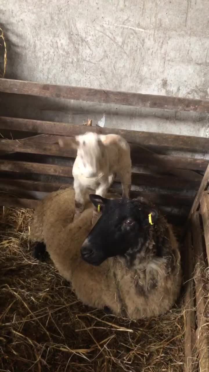 @FARMvisor
