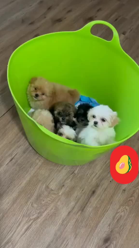 @Biewer Terrier World