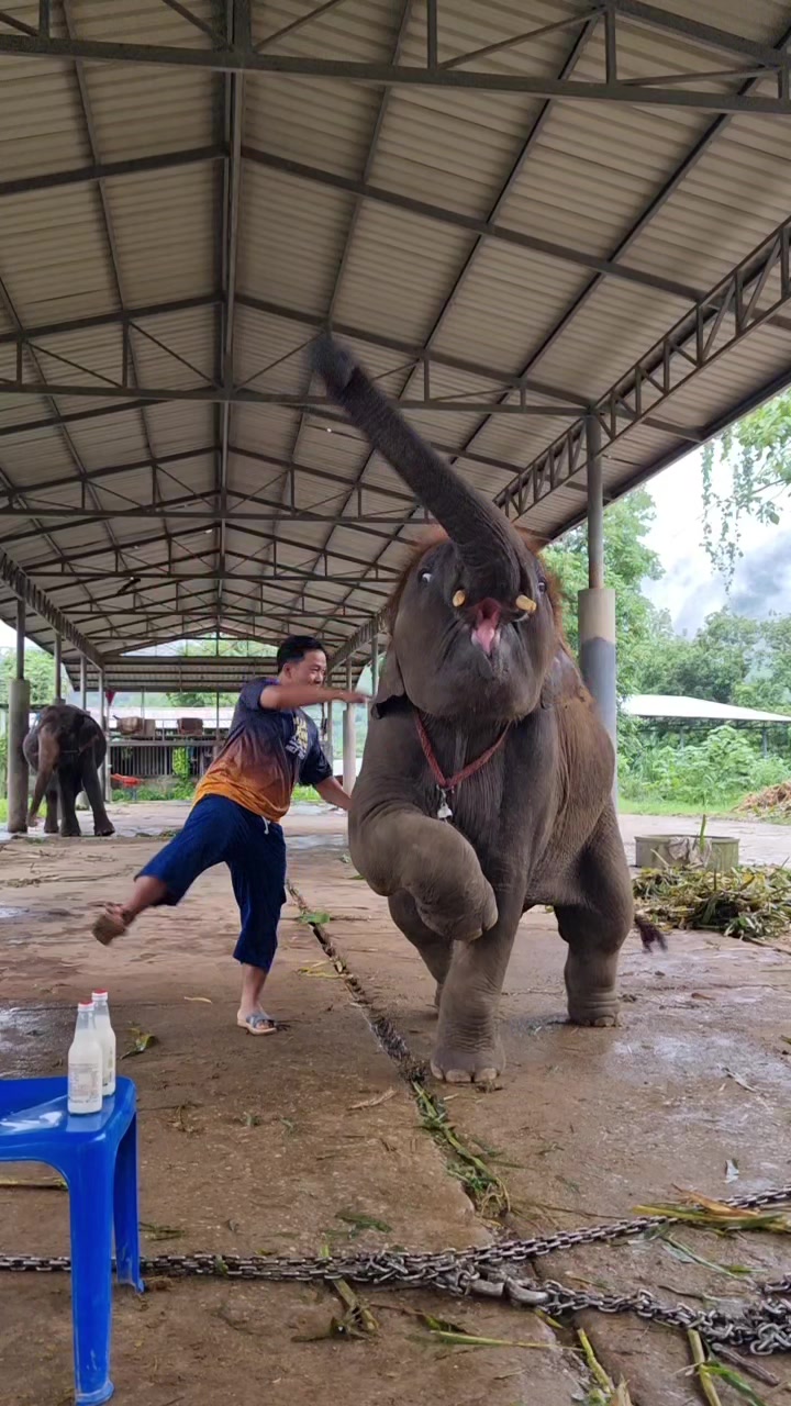 @ควาญแดง พลายภูพิงค์