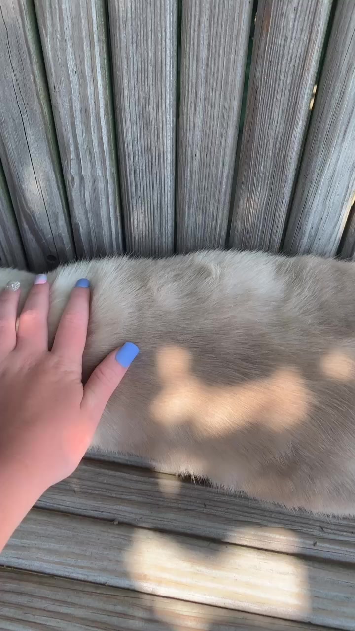@🐹Thē çûtę pètš🐱