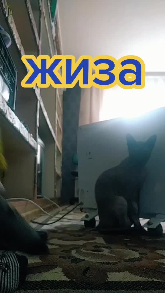 @котик Буба