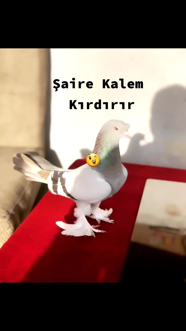 @Murat Makarnacı