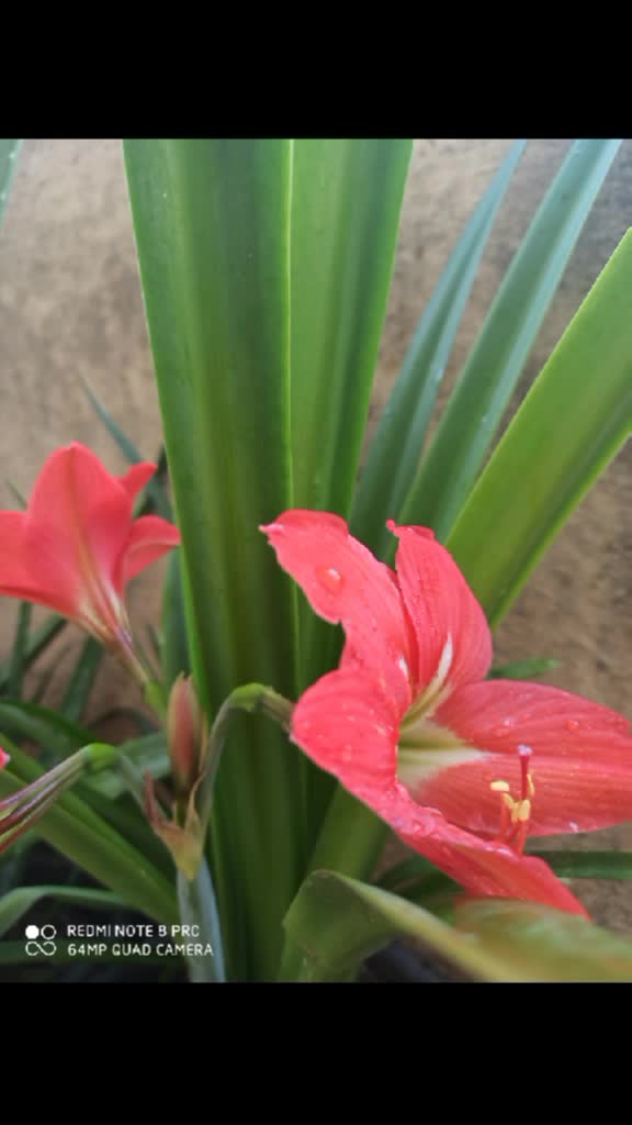 @Rockyrakesh