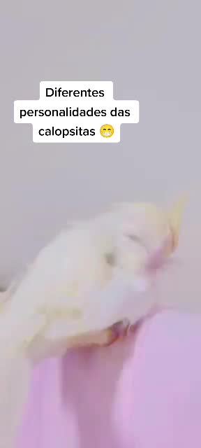 @NarutoCalopsita_Pets