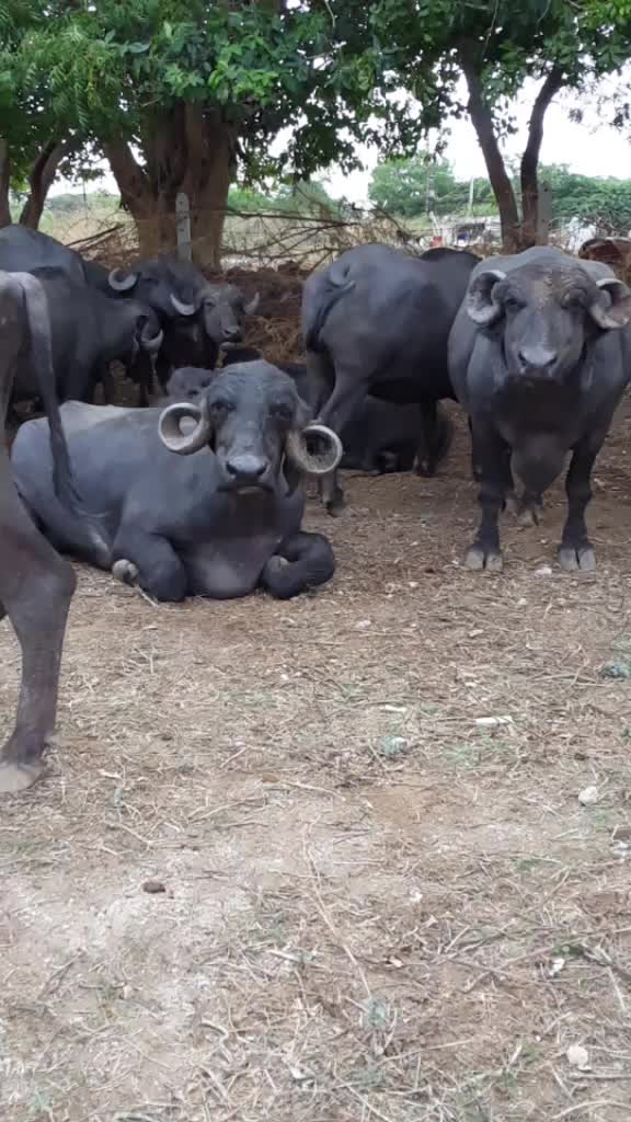 @😈 સભાડ 😈