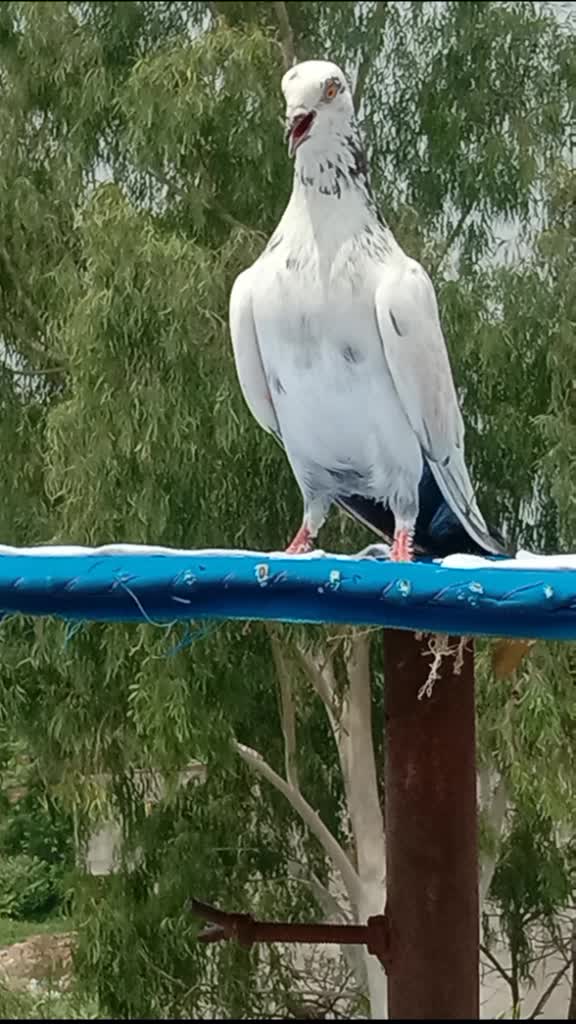 @kashyap Saab ji