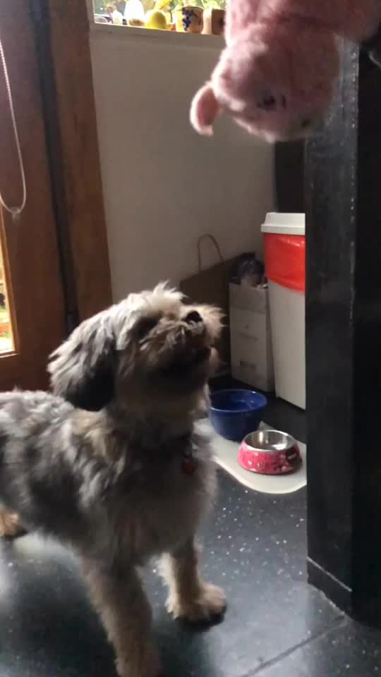 @Doggogirl