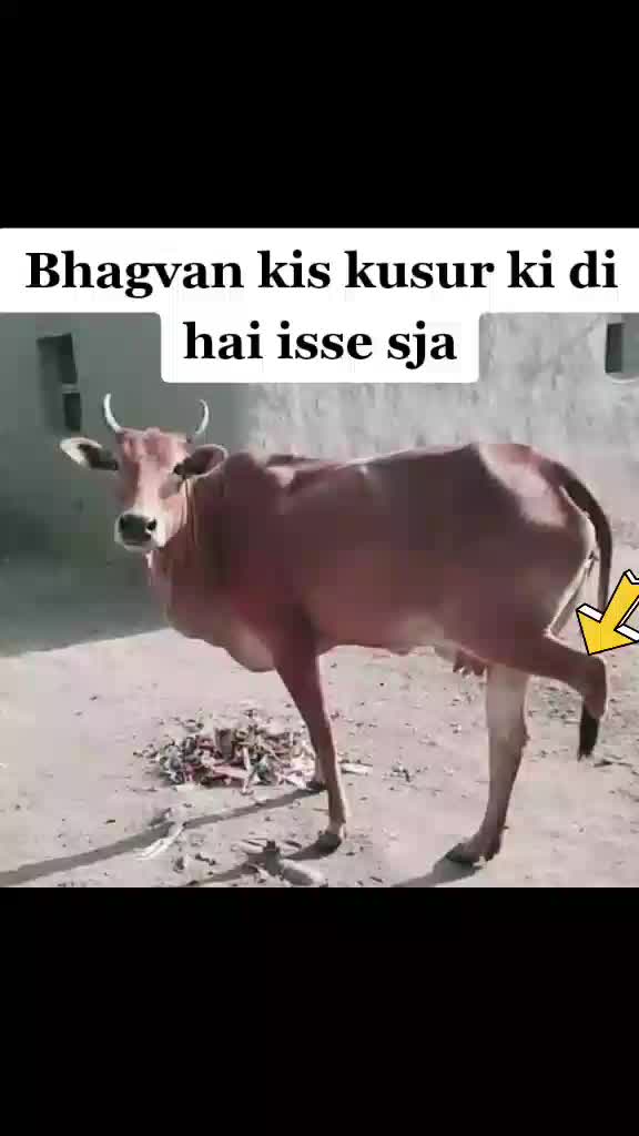 @TEAM RAJASTHANI