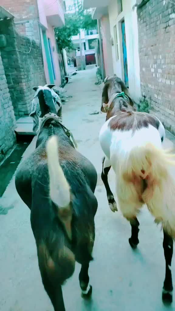 @goatloverroorkee
