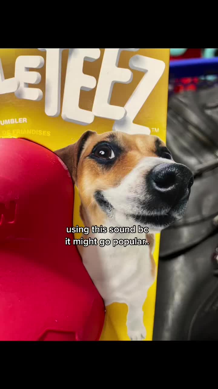 @ᓚᘏᗢ