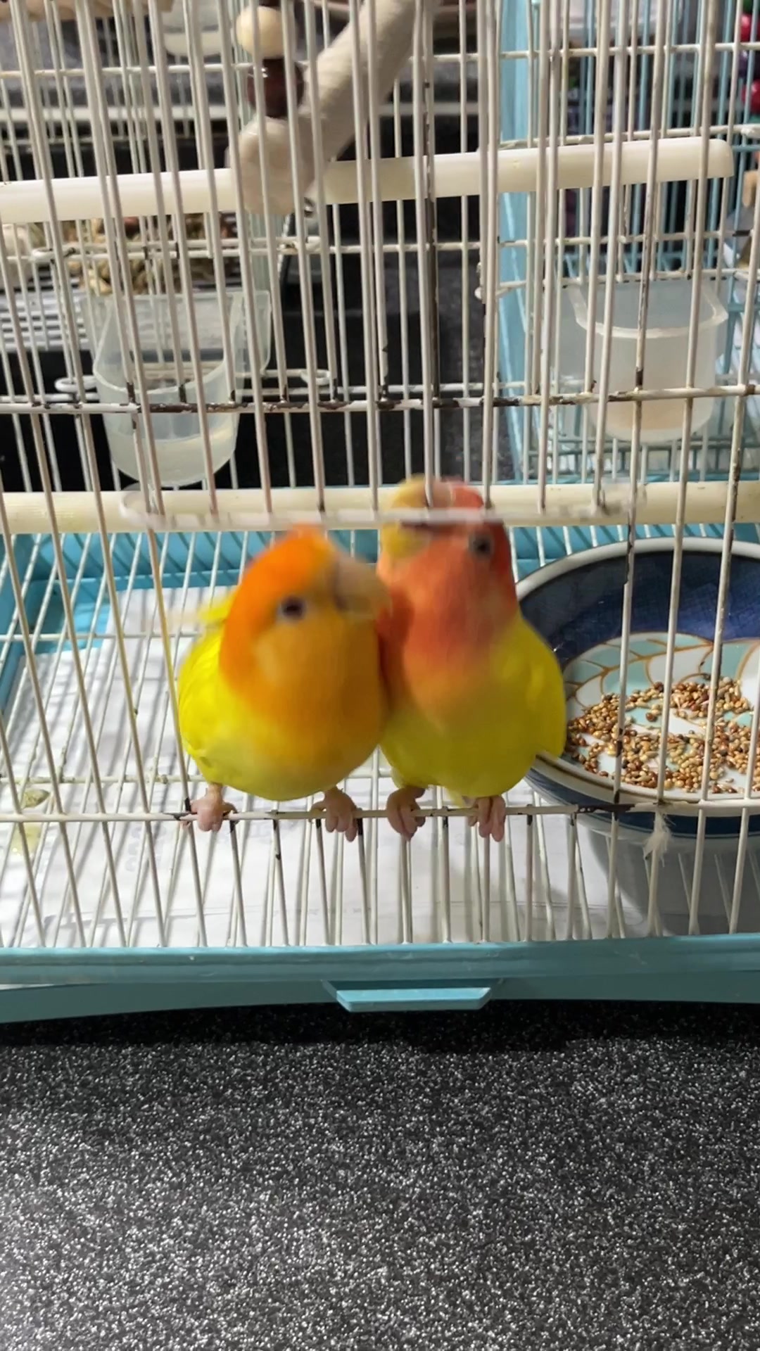 @crisaandbirds